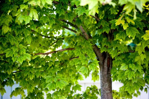 Trees that Make You Sneeze - Allergic Living