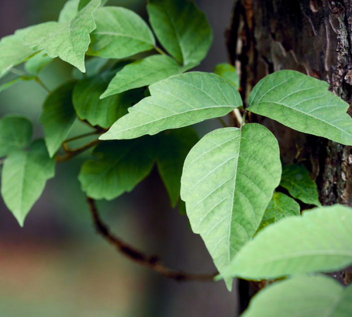 Closeup of poison ivy growing on a pine tree