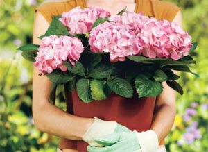 home-slideshow.garden