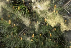 Allergy causing pollen blowing from a pine tree, Pinus pinea.
Allergic Living’s 10 Ways to Beat Pollen