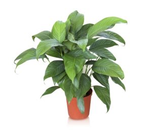 house plant