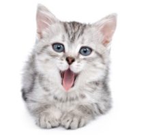 Cat-SPIRE is a new treatment that, if approved, holds promise for millions of Americans with cat allergy.