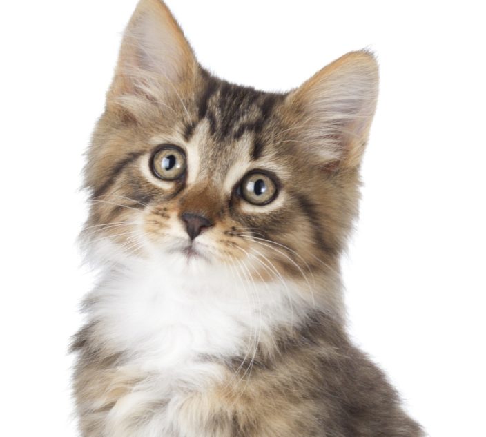 Cat allergy can develop in adults.