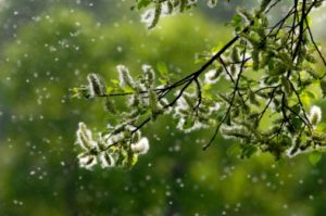 Does wind make seasonal allergy symptoms worse?