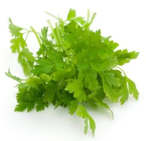 Chervil. Fresh spring herbs.