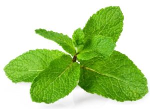 Mint, fresh spring herbs.