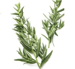 Tarragon, fresh spring herbs.