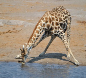 giraffedrinking2