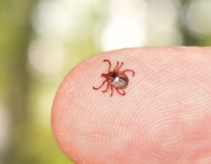 Close up of lone star or seed tick in macro on a male finger isolated on white
