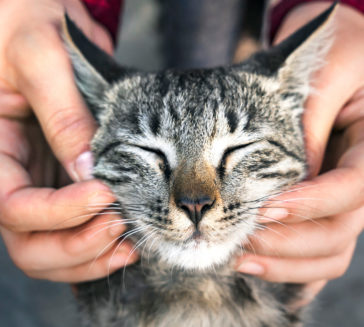 Cat getting it's face rubbed.