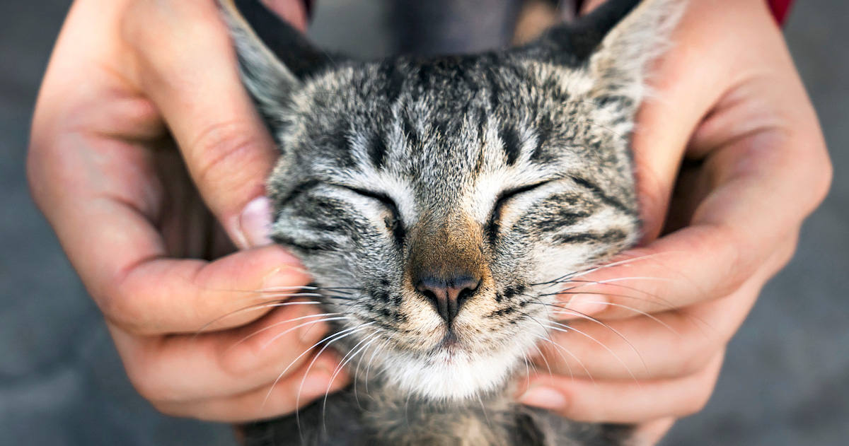 Nothing To Sneeze At New Strategies For Controlling Cat Allergy