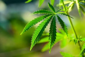 Marijuana Allergy: From Symptoms to Causes, Cross-Reactions