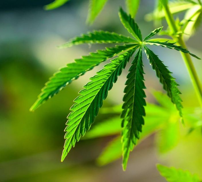 Marijuana Allergy: From Symptoms to Causes, Cross-Reactions