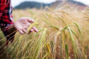 Barley growing in field